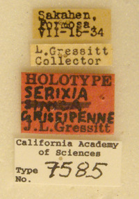 Serixia griseipenne image