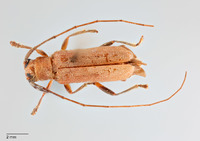 Serixia subsericea image