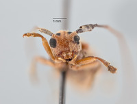 Serixia subsericea image