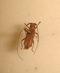 Serixia subsericea image