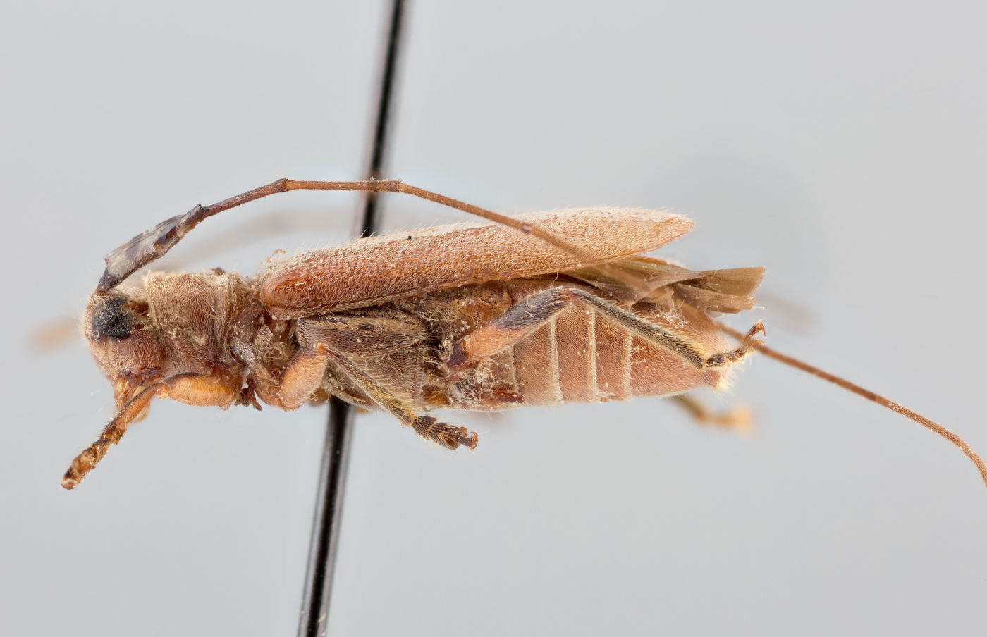 Serixia subsericea image