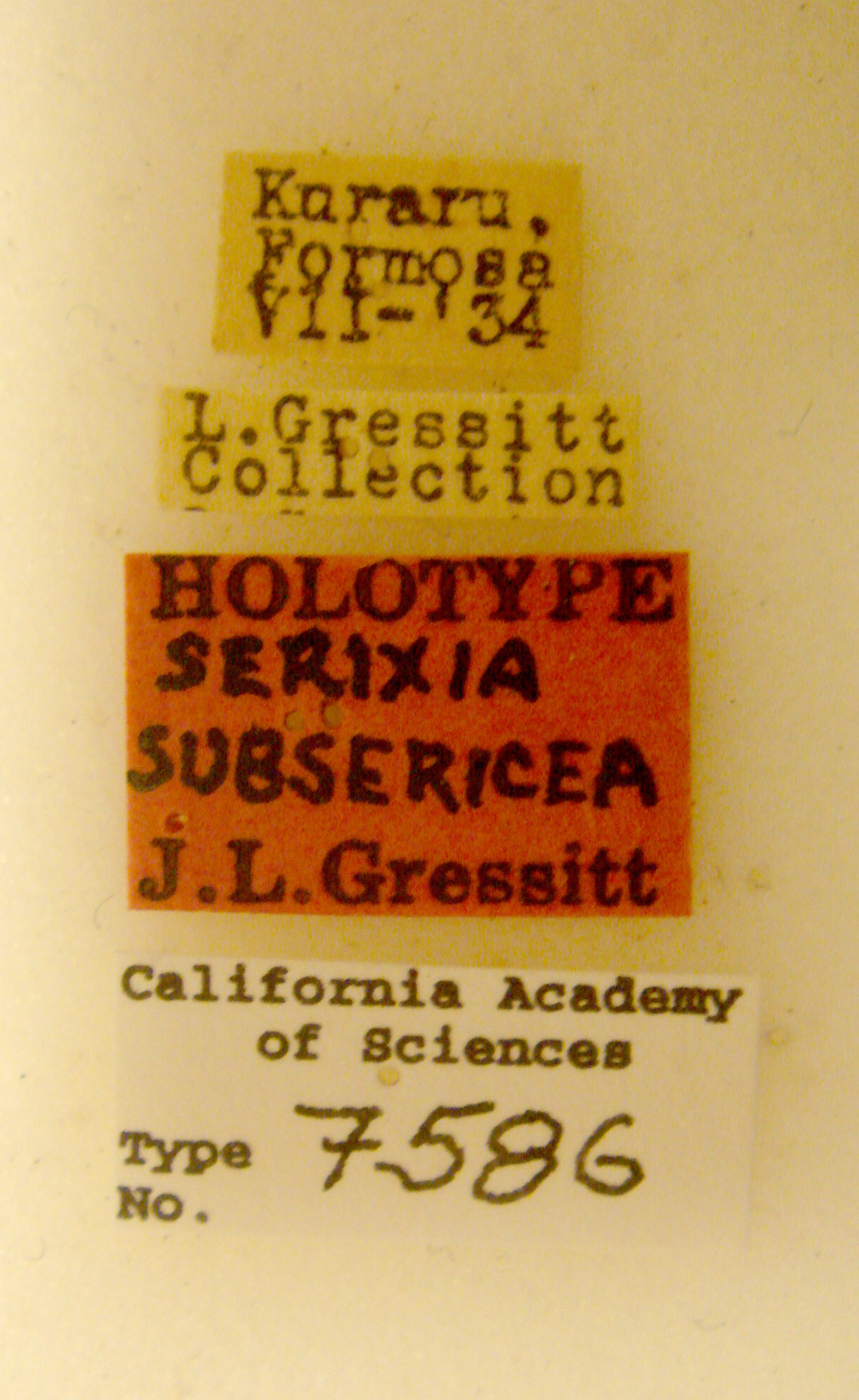 Serixia subsericea image