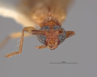 Stenhomalus pallidus image