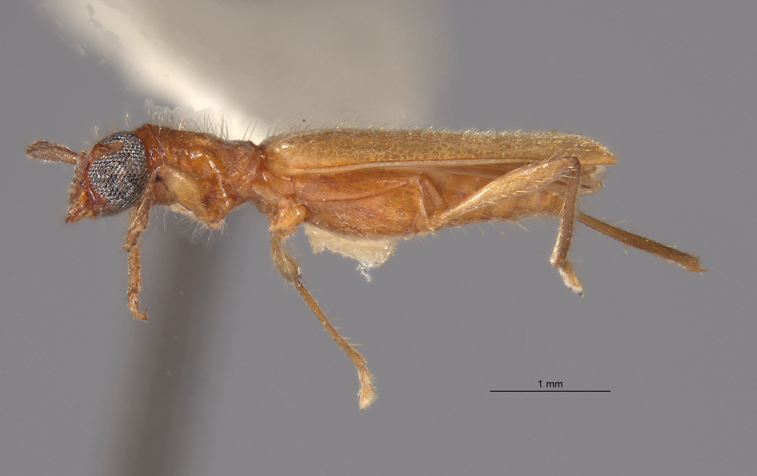 Stenhomalus pallidus image