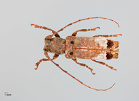 Sthenias gracilicornis image