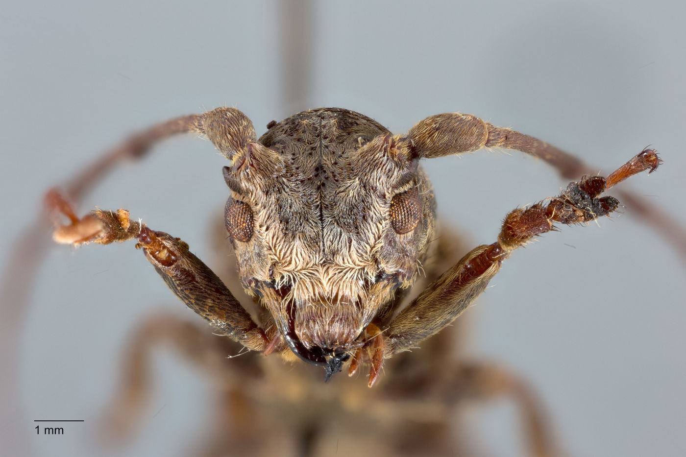 Sthenias gracilicornis image