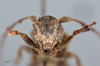 Sthenias gracilicornis image