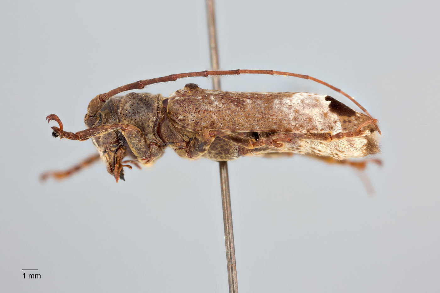 Sthenias gracilicornis image