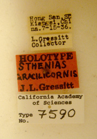 Image of Sthenias gracilicornis