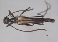 Strangalina angustissima image