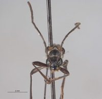 Strangalina angustissima image