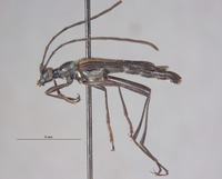 Strangalina angustissima image