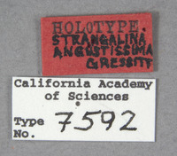 Strangalina angustissima image