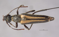 Strangalina suturalis image