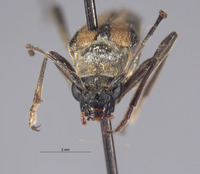 Strangalina suturalis image