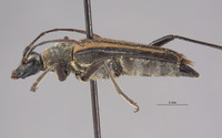 Strangalina suturalis image