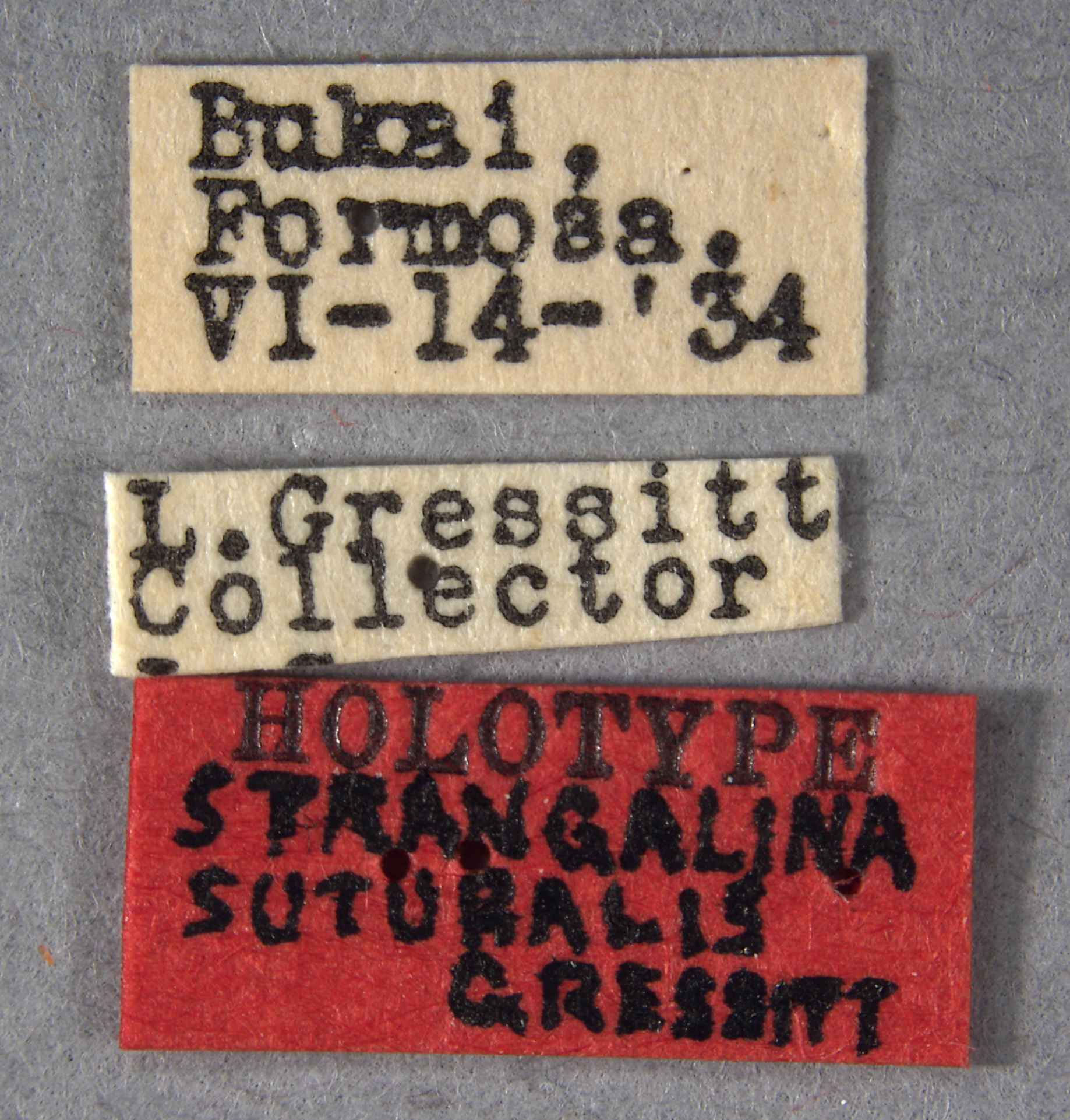 Strangalina suturalis image