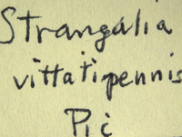 Strangalina suturalis image