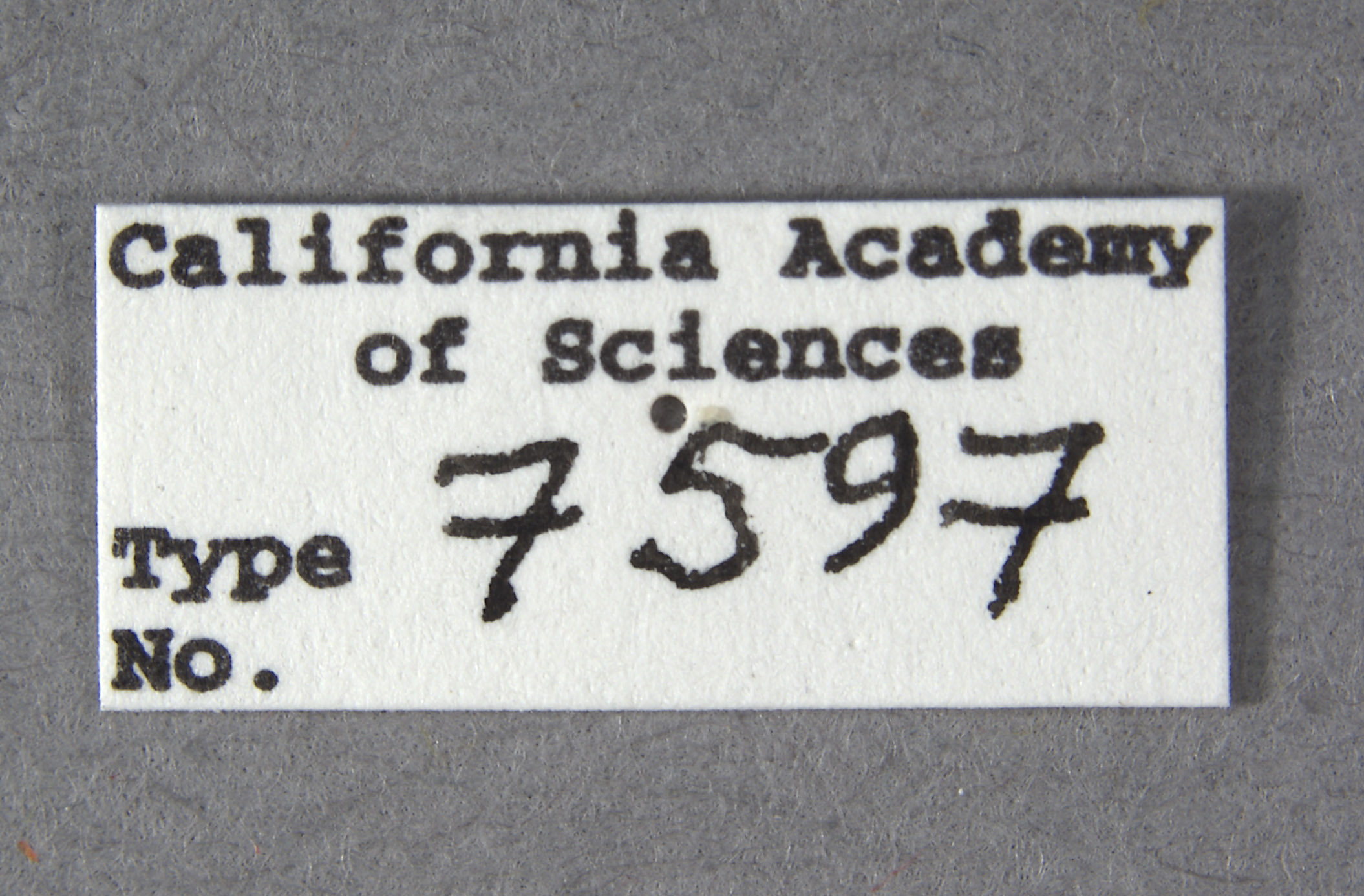 Strangalina suturalis image