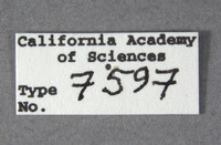 Strangalina suturalis image