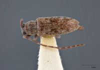 Sybra breuningi image