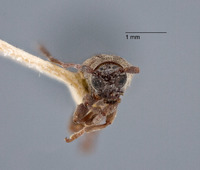 Sybra breuningi image