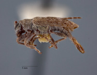 Sybra breuningi image