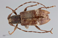Sydonia ropicoides image