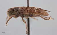 Sydonia ropicoides image
