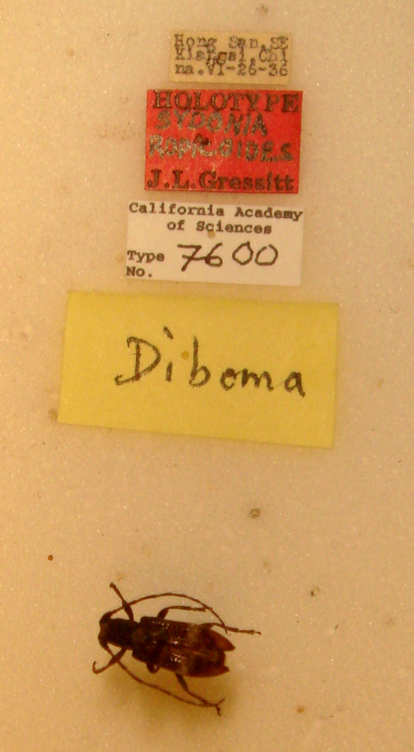 Sydonia ropicoides image