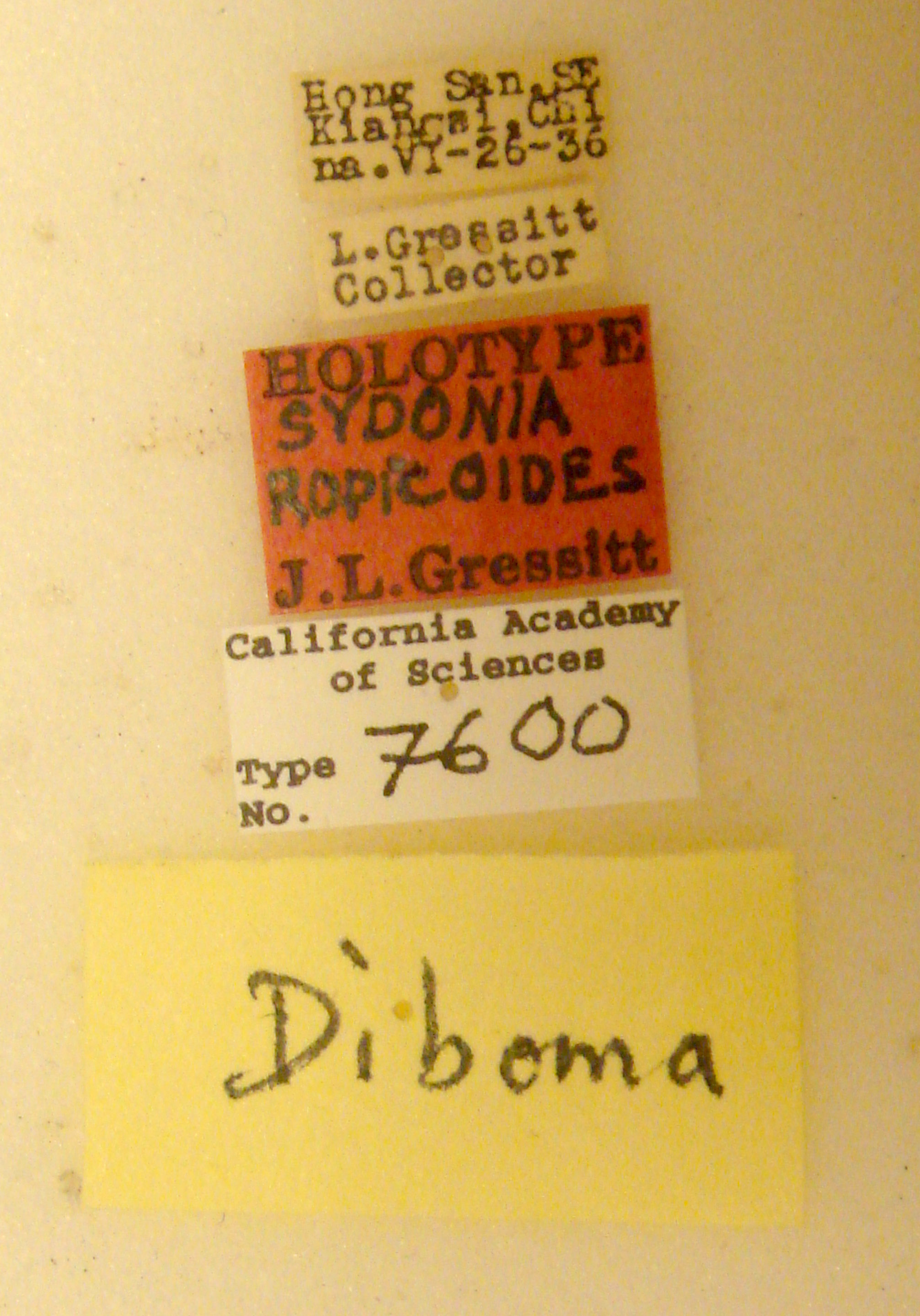 Sydonia ropicoides image