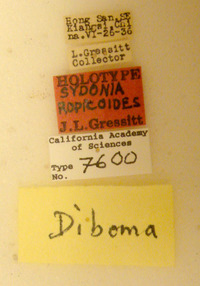 Sydonia ropicoides image