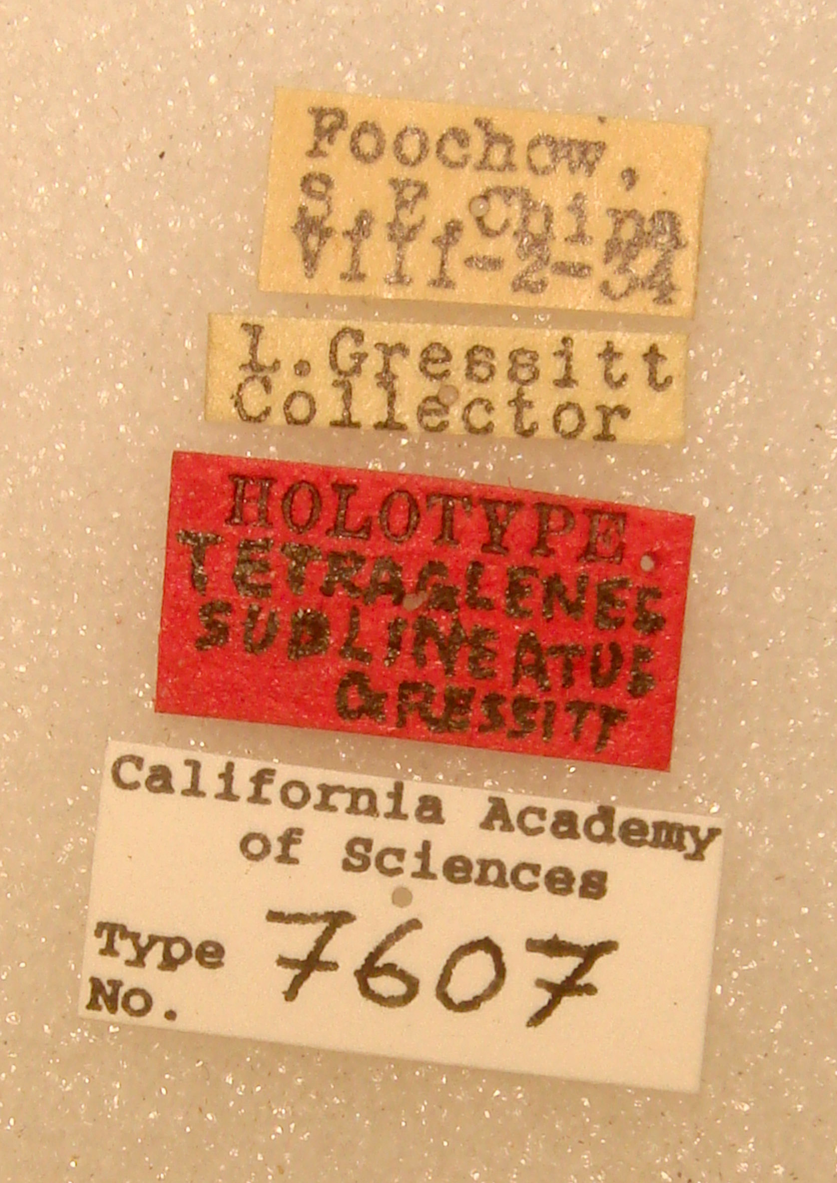 Tetraglenes sublineatus image