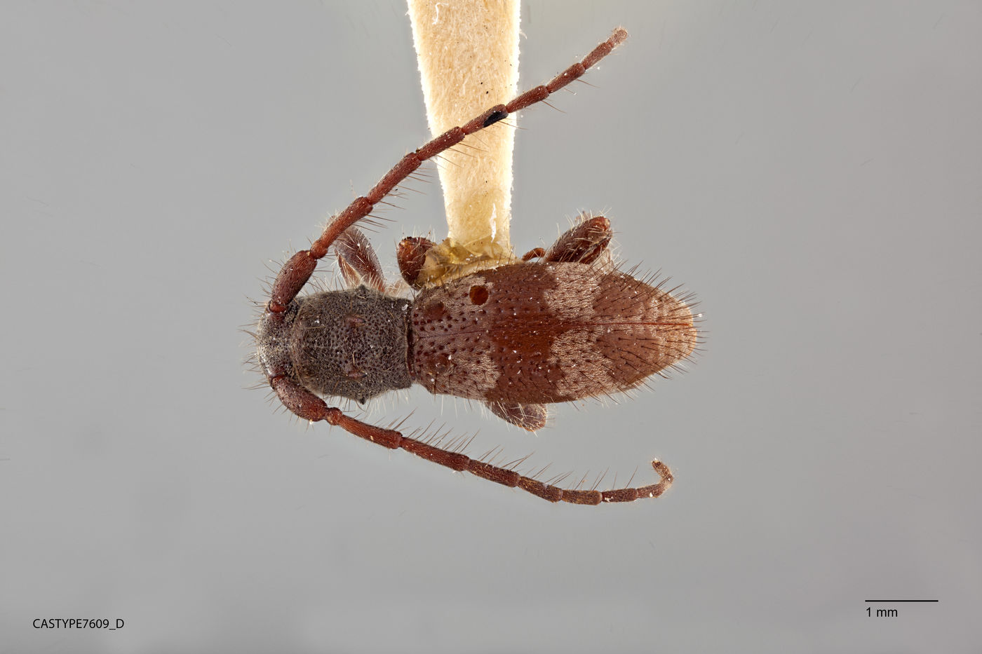Tinkhamia hamulata image