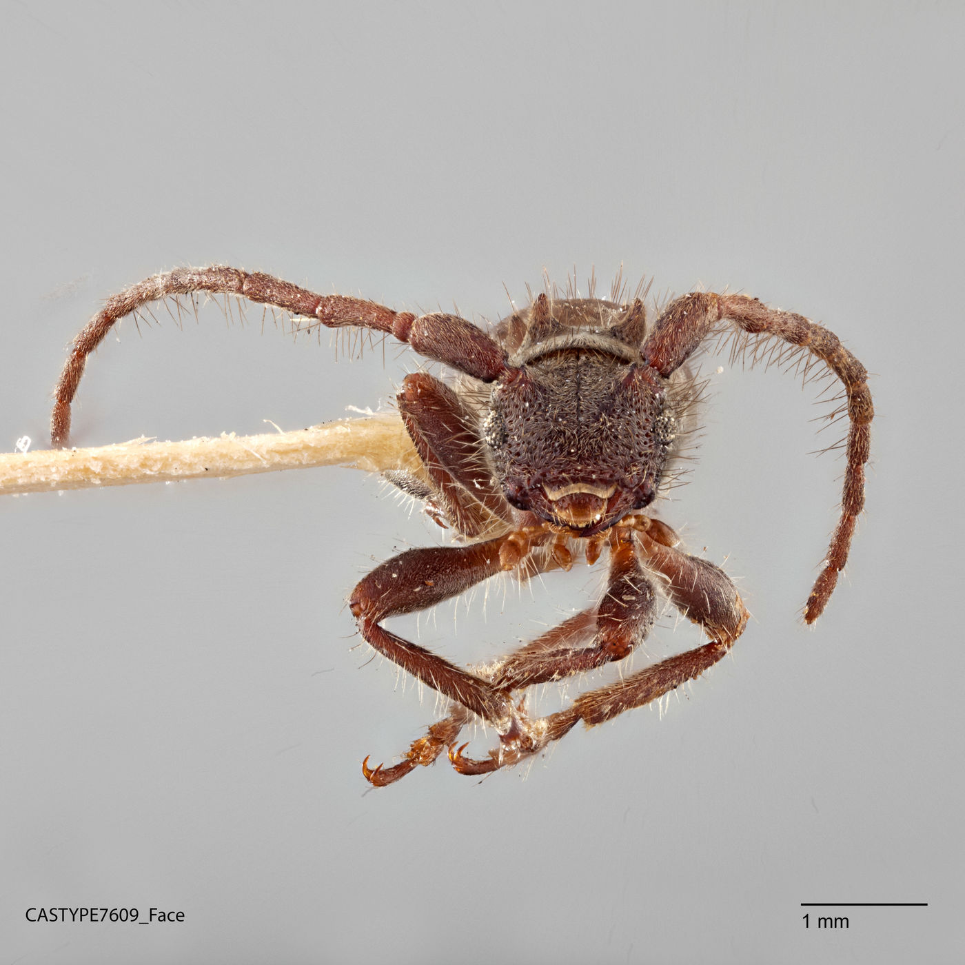 Tinkhamia hamulata image