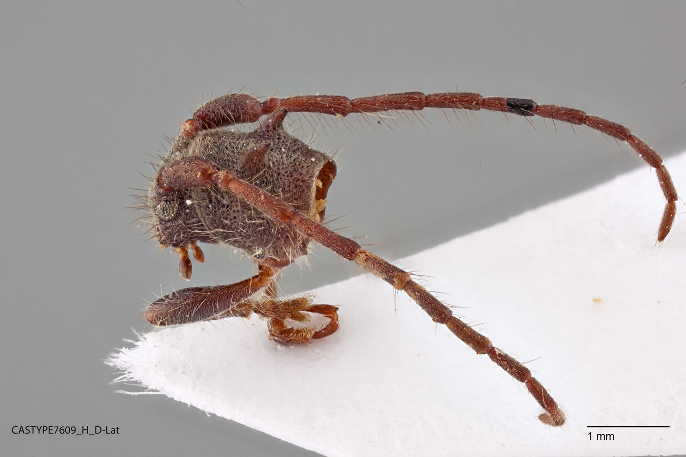 Tinkhamia hamulata image