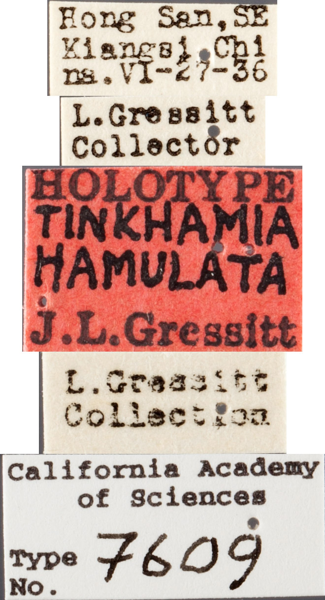 Tinkhamia hamulata image