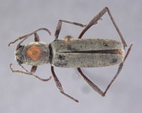 Xylotrechus rufonotatus image