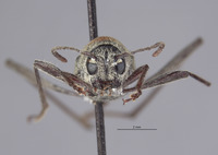 Xylotrechus rufonotatus image