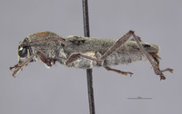 Xylotrechus rufonotatus image