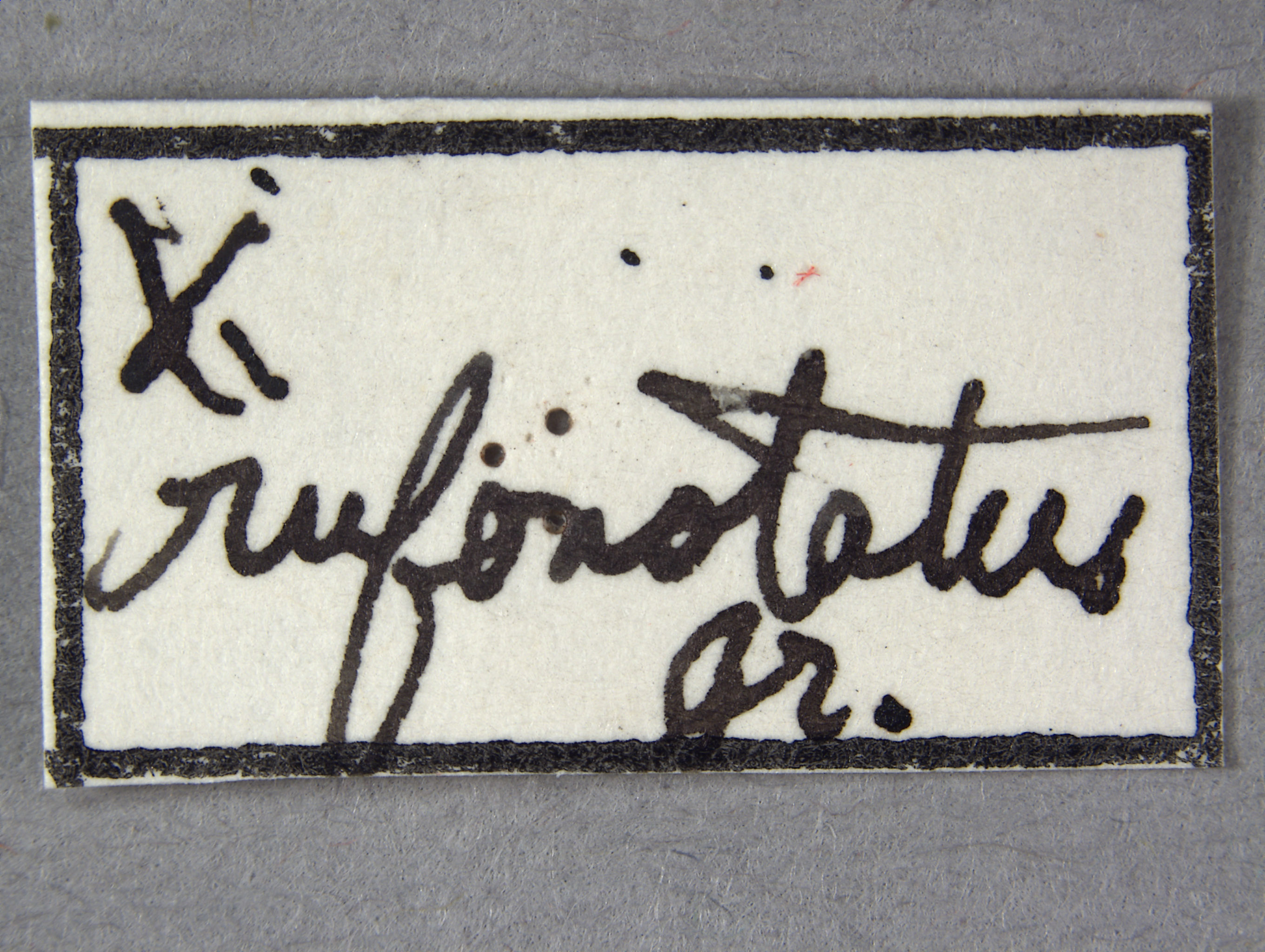 Xylotrechus rufonotatus image