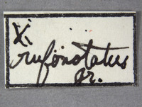 Xylotrechus rufonotatus image