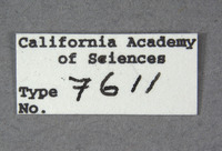 Xylotrechus rufonotatus image