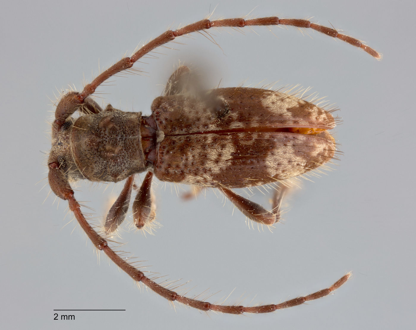 Yimnashana denticulata image