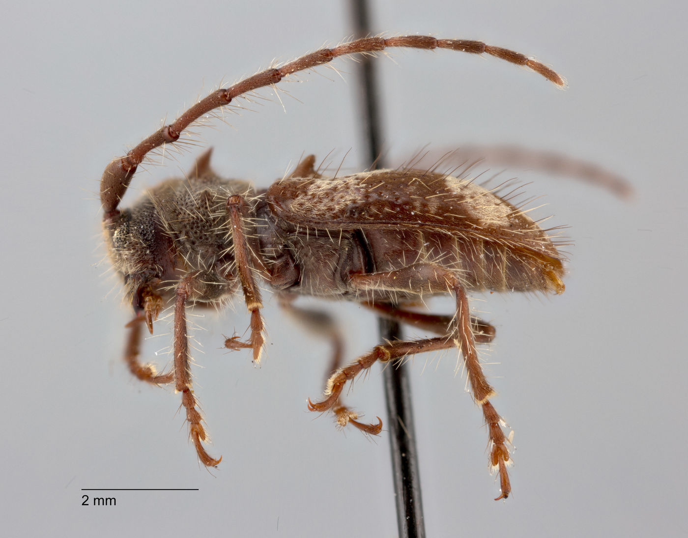 Yimnashana denticulata image