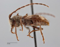 Yimnashana denticulata image