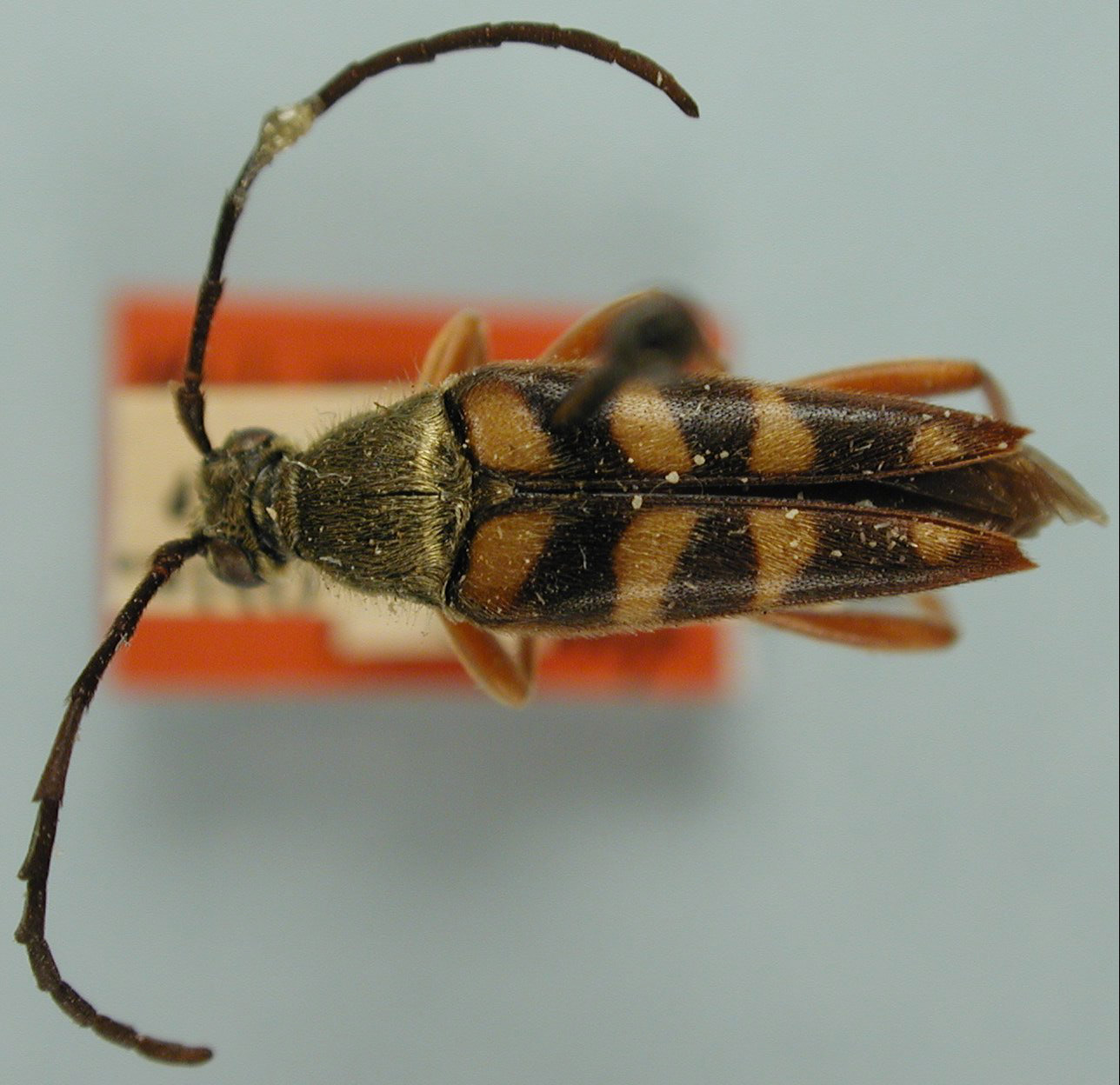 Typocerus oklahomensis image