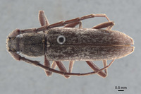 Anelaphus subinermis image