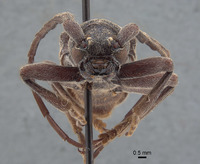 Anelaphus subinermis image