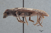 Anelaphus subinermis image